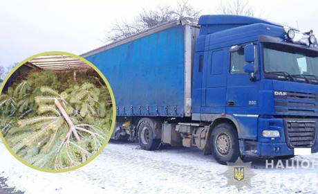 У селі Хиночі затримали вантажівку, в якій було майже 300 незаконно зрубаних сосен