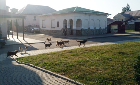 Чому на вулицях Володимирця бродить тічка та куди звертатися, коли бачите безпритульну тварину