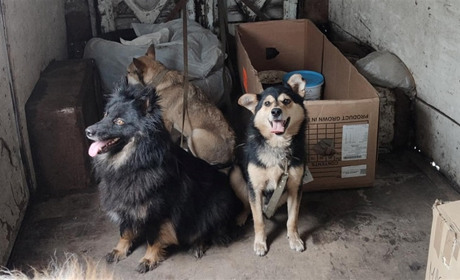 З Добропілля і Бахмута евакуюють тварин