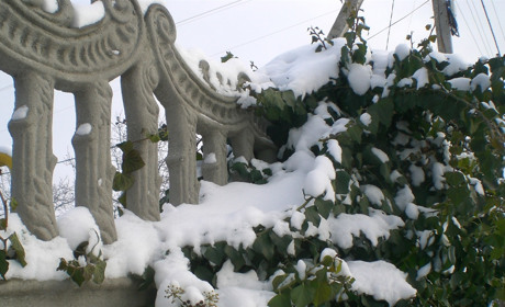 «Білий сніг на зеленому листі» (фоторепортаж)