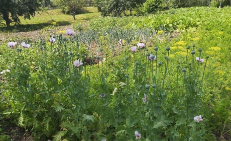 Спецоперація «Мак»: на Володимиреччині виявили посіви наркотичного маку