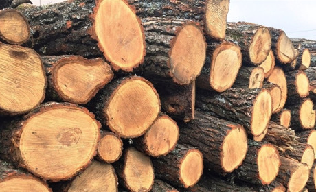 Мешканців небезпечних територій забезпечать безкоштовними дровами: хто отримає - поки що невідомо