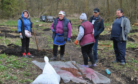 Триває весняна посадка лісу на Городоччині. Де та які культури висаджують лісівники