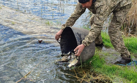 У Великій Деражні зарибили ставок – у водойму запустили 500 кг білого амура