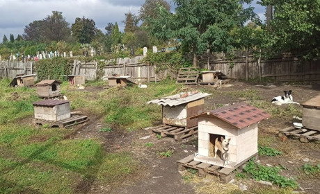 Вони віддають свою любов заради вірності на все життя