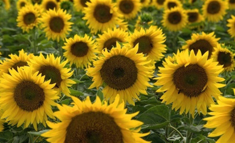 В останні дні липня на Сумщині буде тепло, а на заході пройдуть дощі