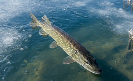 На Житомирщині з 15 лютого заборонено ловити щуку – штраф до 3400 гривень