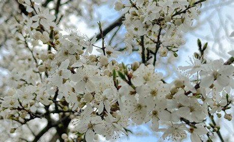 Радіаційний стан навколо Хмельницької АЕС за минулий тиждень