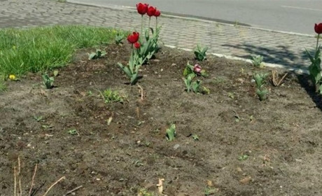 Не прожили й 10 днів: у центрі Сарн вкрали квіти