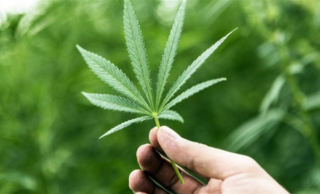 Двоє жителів Білопільщини "попалися" з марихуаною