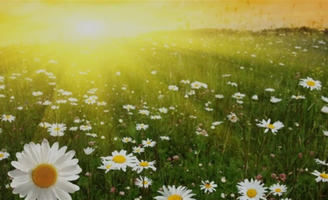 День літнього сонцестояння: традиції, прикмети та заборони у найдовший день року