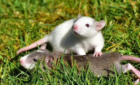 10 фактів про щура: чи зможуть сватівчани відгадати, де правда, а де вигадки?