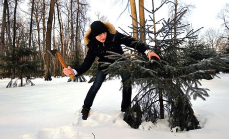 Ялинка без дозволу: які штрафи загрожують городоччанам за незаконний зруб дерева