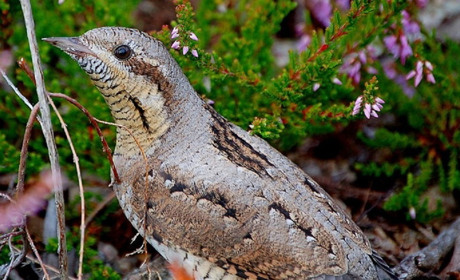 Крутиголовка — птах року, а учні Нижньосірогозького ліцею — серед найкращих юних авторів Херсонщини