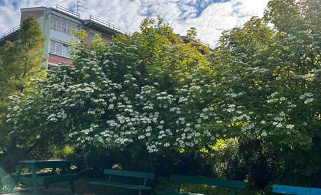 Погода в Старокостянтинові на 13-19 травня: все ще можливі заморозки