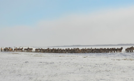 Може бути падіж: у заповіднику "Асканія-Нова" на Херсонщині дефіцит кормів для копитних