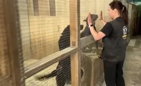 Виїхали з окупованої Нової Каховки з двома алабаями, тепер рятують постраждалих від війни тварин