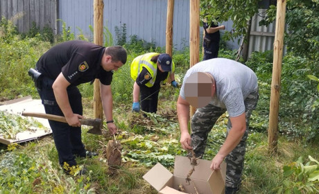 Житель Сарненщини вирощував коноплі вдома