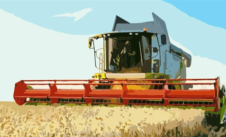 Посуха, сарана і ракети: чи буде Україна з зерном у 2025 році?