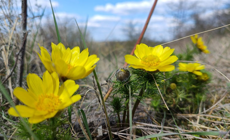 Квітневе тепло, дощі та приморозок: що прогнозують Первомайську синоптики на початку квітня