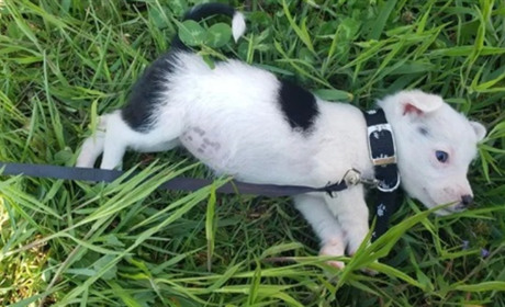 Підбірка тварин, яких прямо зараз готові безкоштовно віддати у добрі руки