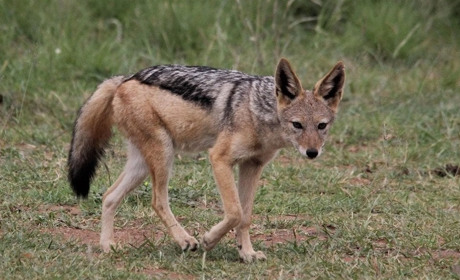 Через підрив Каховської ГЕС на Херсонщині з'явилися шакали