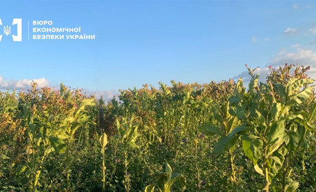 На Хмельниччині фермерське господарство нелегально вирощувало тютюн