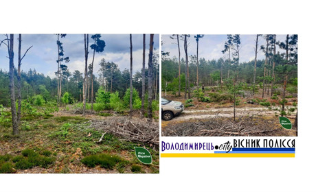 На Рівненщині працюють над узаконенням "Селянського" лісу. Про що мова?