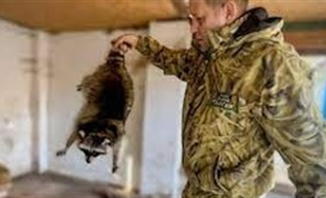 Викрадений херсонський єнот надихнув київського студента на унікальну розробку