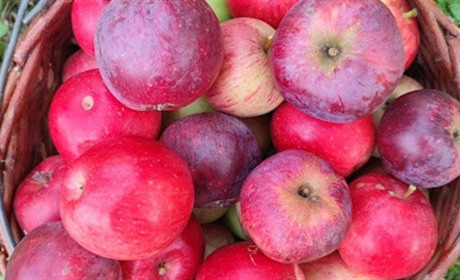 Що приготувати з яблук: рецепти простих, смачних, корисних і недорогих страв