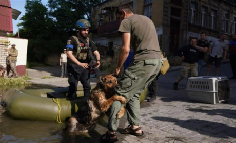 Собака з щемливим поглядом: Багіра, яку врятували від повені на Херсонщині, шукає нову родину