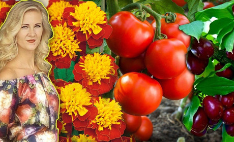 Мариновані помідори з чорнобривцями та кизилом: рецепти від переяславки Ірини Бечко