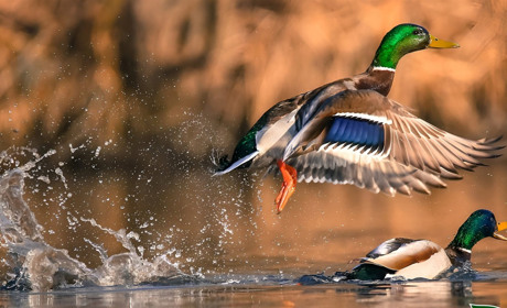 Які птахи живуть у лісах Житомирщини: результати щорічного обліку