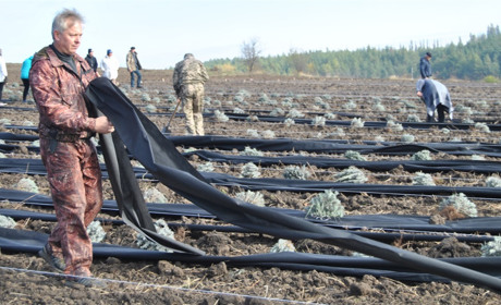 Ще понад дві тисячі саджанців на лавандовому полі. Як у Городку реалізовують крутий проєкт