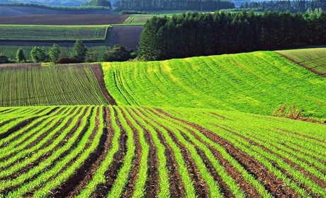 Чи є перспективи розвитку фермерства на Володимиреччині? Аналітичні роздуми