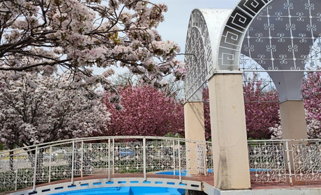 В Ізмаїлі почали квітнути сакури (ФОТО)