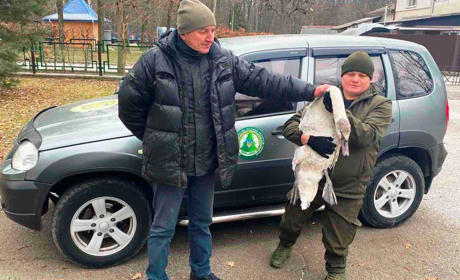 На Уманщині єгері врятували пораненого лебедя