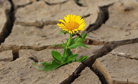 Серпень зі спекою: найближчими днями синоптики прогнозують до +37 градусів