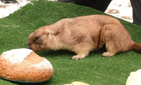 Коли прийде весна: прогноз харківського бабака Тимка ІІІ