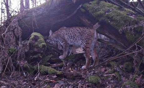 У Рівненському заповіднику живе рись Борись: хто та навіщо спостерігає за рідкісною кішкою