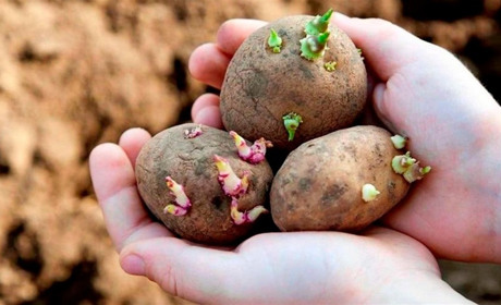 Картопляний сезон: врожайність залежить від того, коли її посадити