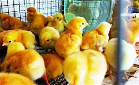 Кагарлицькі та ржищівські підприємці тепер можуть продавати запчастини та молодняк птиці