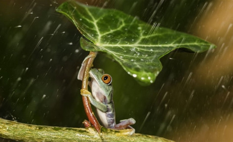 Найближчими днями дощитиме: яку погоду обіцяють сумські синоптики?