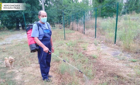 Амброзію у Херсоні знищують новим препаратом, а амброзію можна відслідкувати на інтерактивній мапі