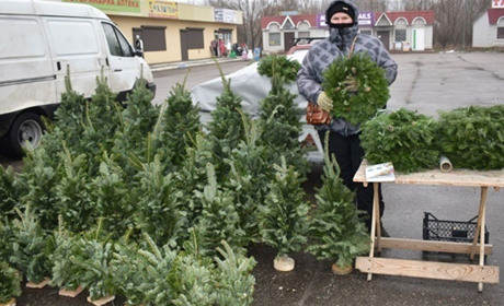 Де в Переяславі продаватимуть новорічні ялинки?