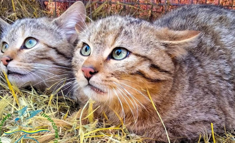 Фахівці Станції юнатів в Ізмаїлі вигодували та випустили в дику природу п’ятьох лісових кошенят
