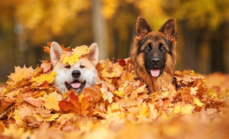 Бабине літо на Сарненщині: коли чекати осіннє потепління