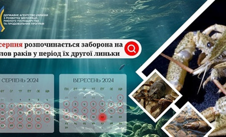 На Київщині з 5 серпня розпочинається заборона на вилов раків