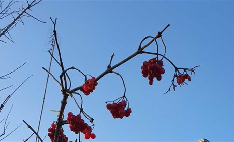 Стежки луганських лемків ведуть до Карпат, де переселені знайшли другий дім у Східниці