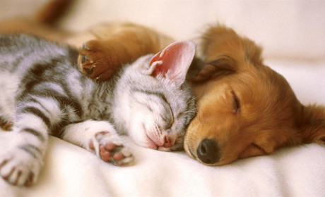 Допоможіть пухнастикам: котики і песики Сватового, які шукають дбайливих господарів